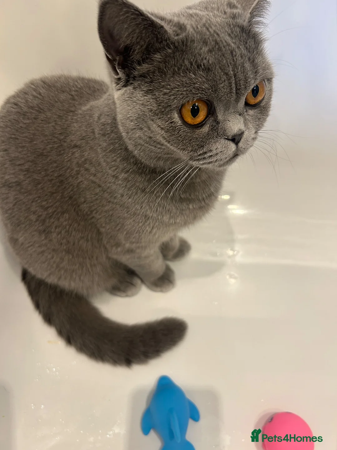 British Shorthair cats for sale: Two beautiful cats for adoption  - Advert 20