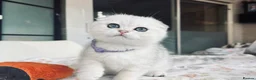 Scottish Fold cats for sale: Beautiful TICA-Registered Scottish Fold Kittens - Advert 6
