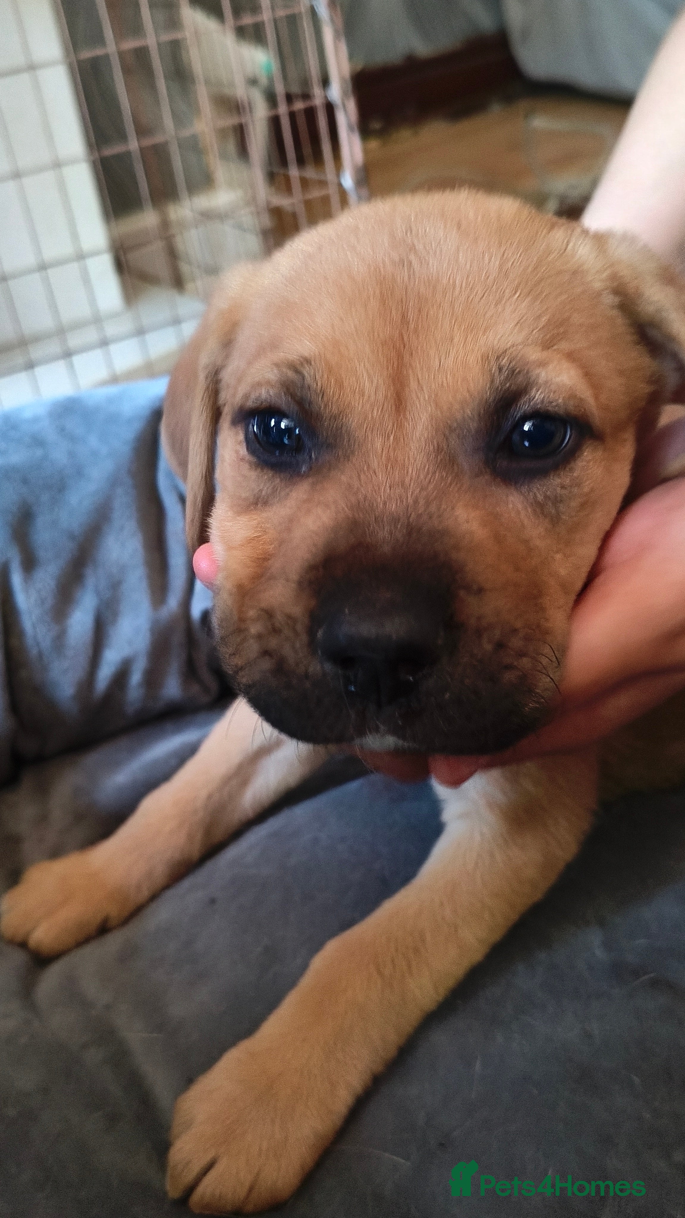 Mixed Breed dogs Cane Corso x American Bulldog Puppies - Advert 2