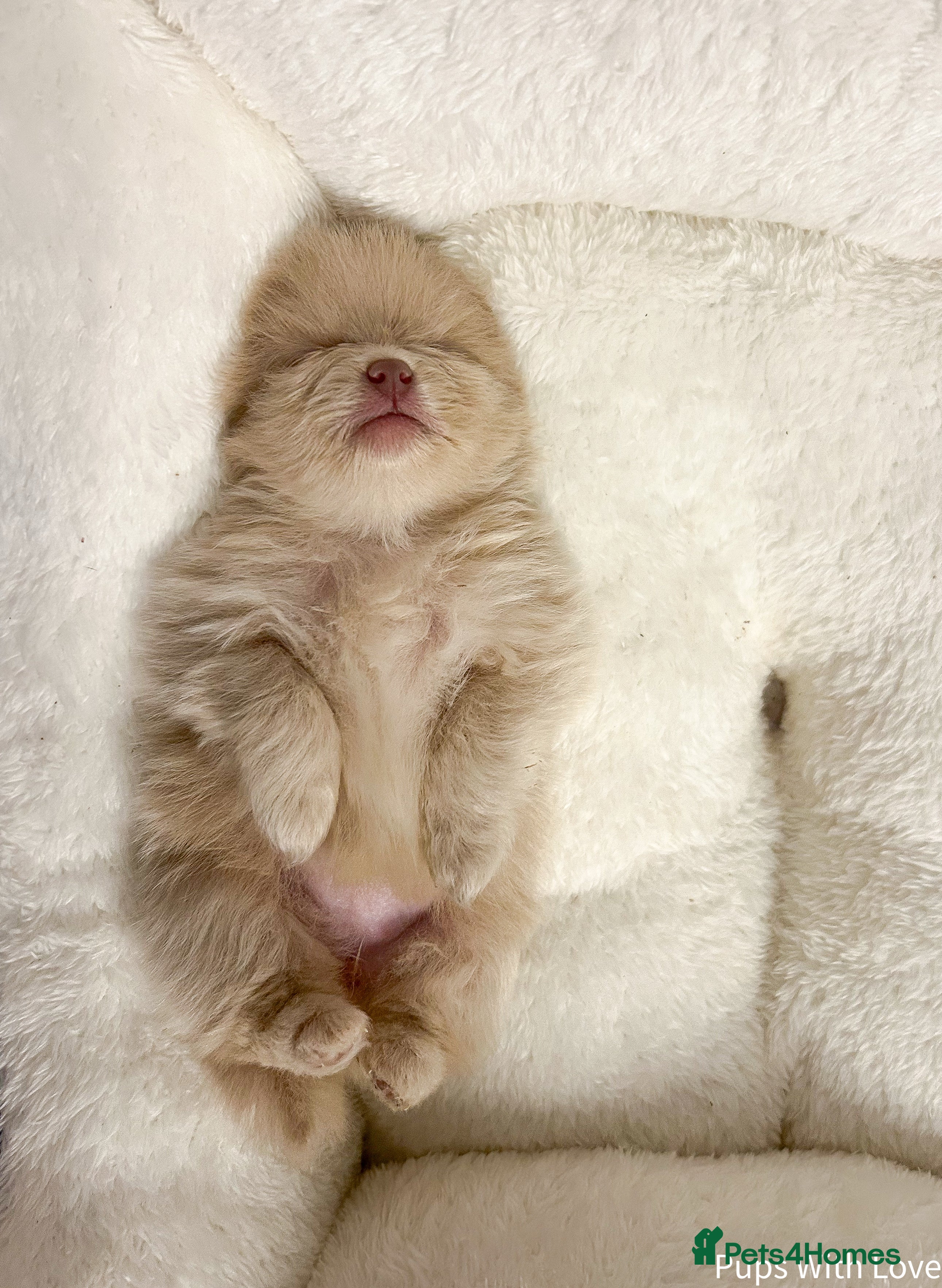 Pomeranian dogs Beautiful  **  Russian Girls  - Advert 7