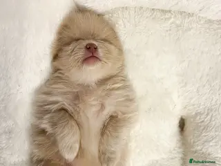 Pomeranian dogs Beautiful ** Russian Girls - Advert 7
