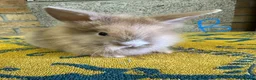 Lionhead rabbits for sale: Lionhead Rabbits For Sale  - Advert 4
