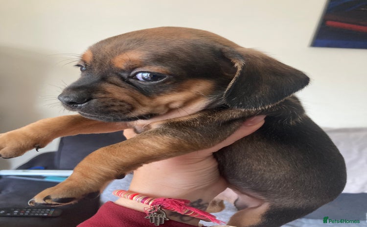 Mixed Breed dogs - Advert 1