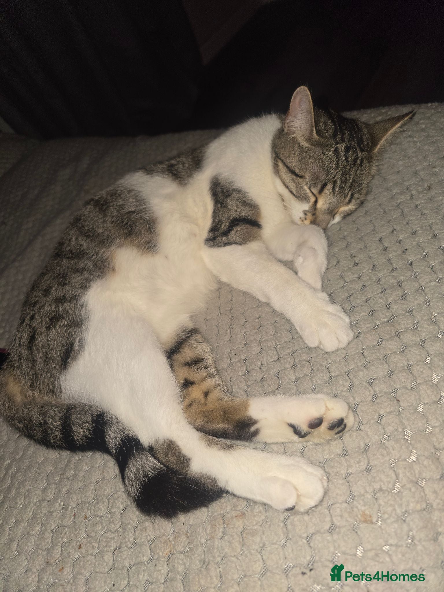 Mixed Breed cats 6 kitten. The dad of the cat is a ragdoll mix - Advert 6