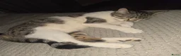 Mixed Breed cats for sale: 6 kitten. The dad of the cat is a ragdoll mix in Tamworth - Advert 1