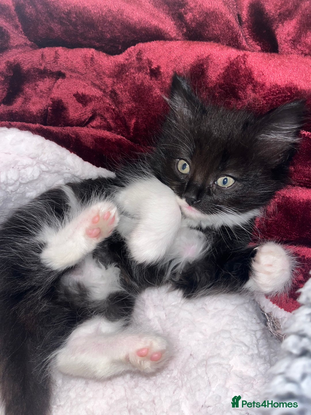 Maine Coon cats for sale: Maine coon/ rag doll kittens - Advert 3