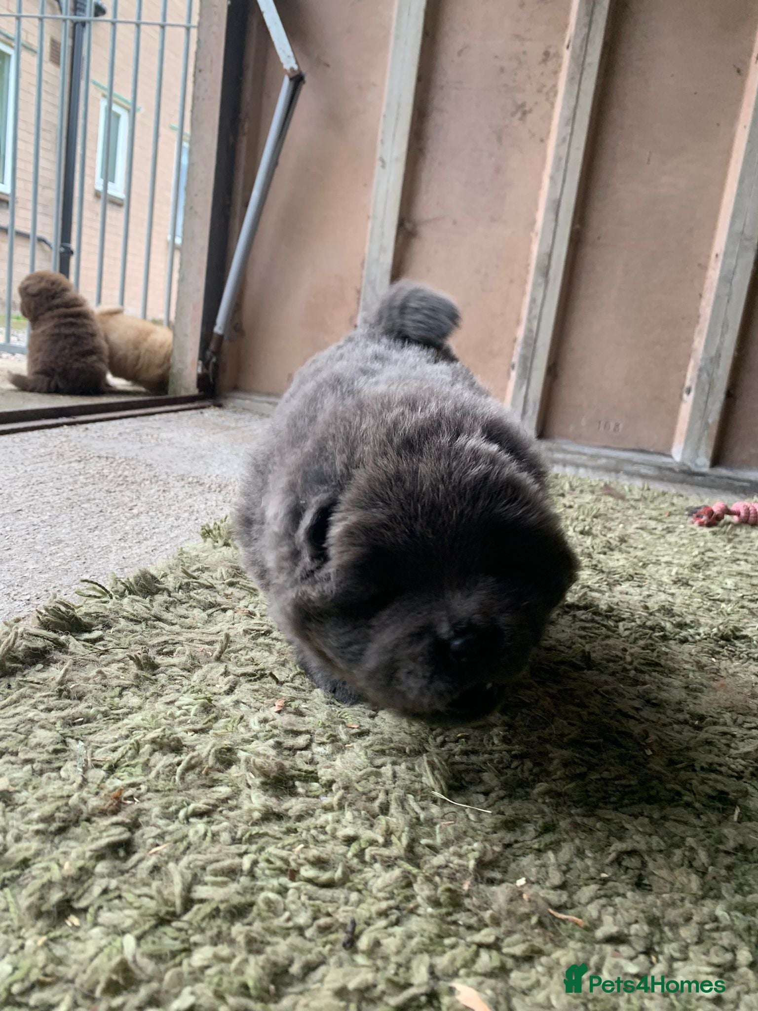 Chow Chow dogs for sale: Choclate/lilac Chow chow puppies - Advert 22