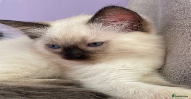 Ragdoll cats - Advert 7