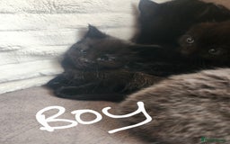 British Shorthair cats for sale: 5 beautiful british shorthair kittens - Image 26