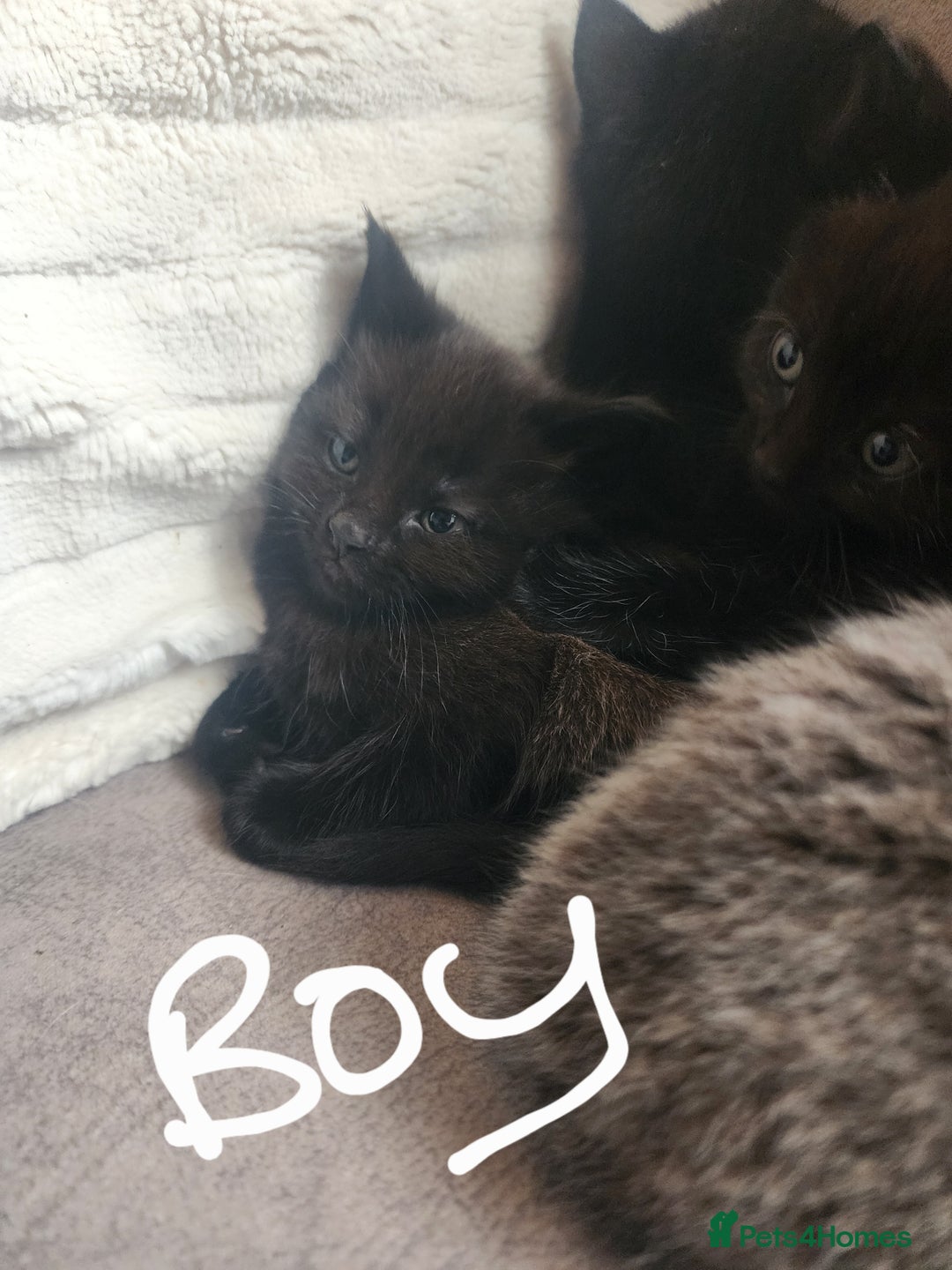 British Shorthair cats for sale: 5 beautiful british shorthair kittens - Image 26