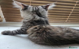 Maine Coon cats for sale: Maine coon kittens  - Image 17