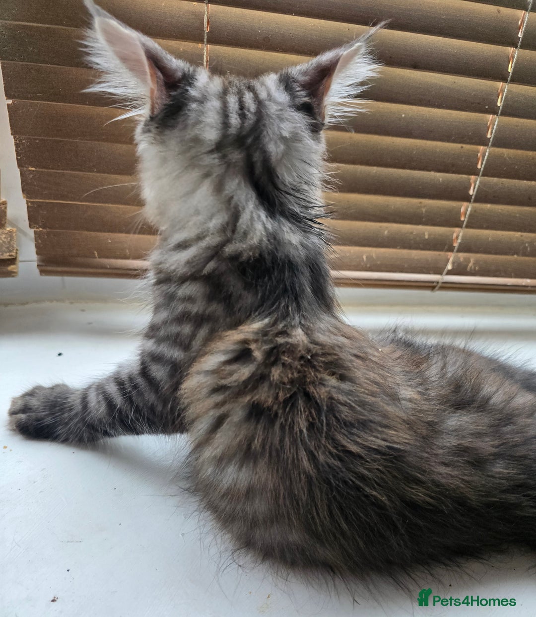 Maine Coon cats for sale: Maine coon kittens  - Image 17