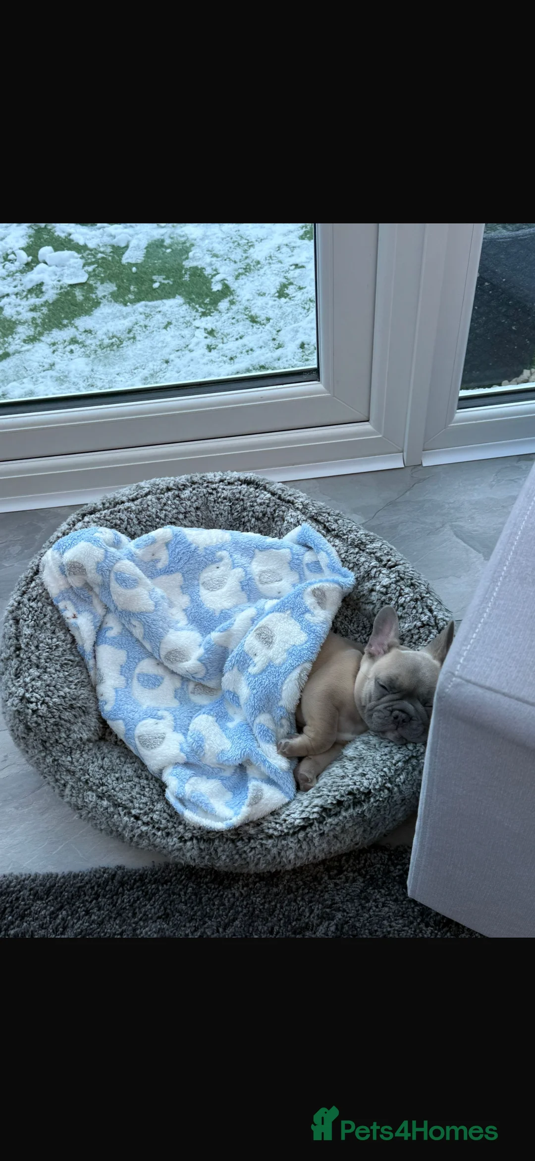 French Bulldog dogs for sale: French bull dog puppy  - Advert 4