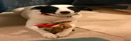 Mixed Breed dogs for adoption: Meet Missy, currently residing in Devon in Tiverton - Advert 2