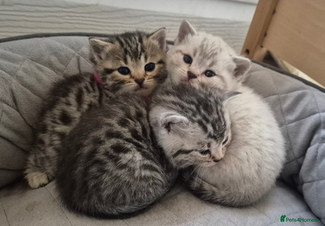 Bengal cats for sale: Bengal x British short hair - Advert 6