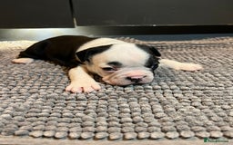 French Bulldog dogs for sale: ♥️Litter of 6 French Bulldog Puppies♥️ - Advert 11