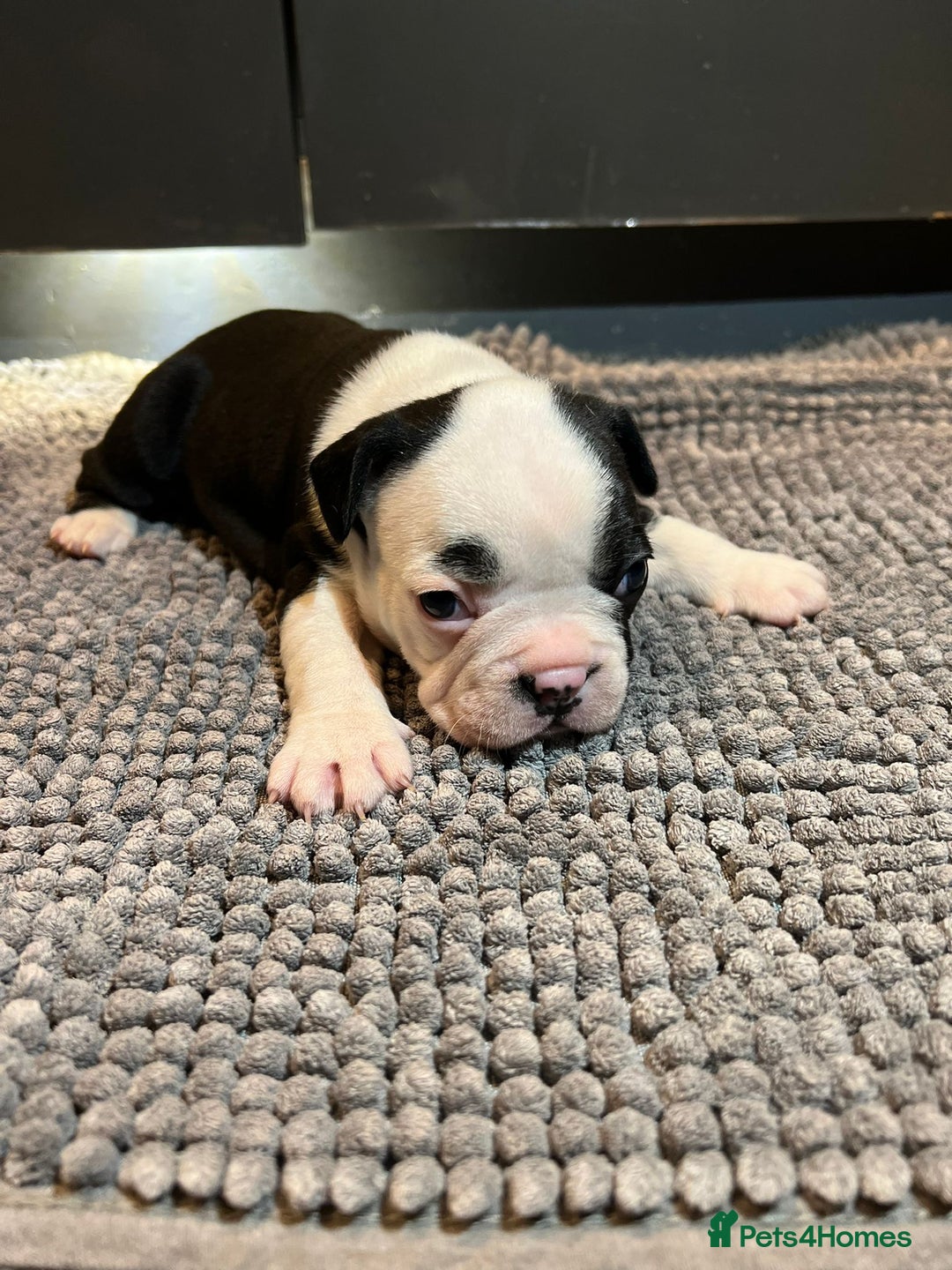 French Bulldog dogs for sale: ♥️Litter of 6 French Bulldog Puppies♥️ - Advert 11