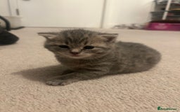 British Shorthair cats for sale: BSH KITTENS - Image 3