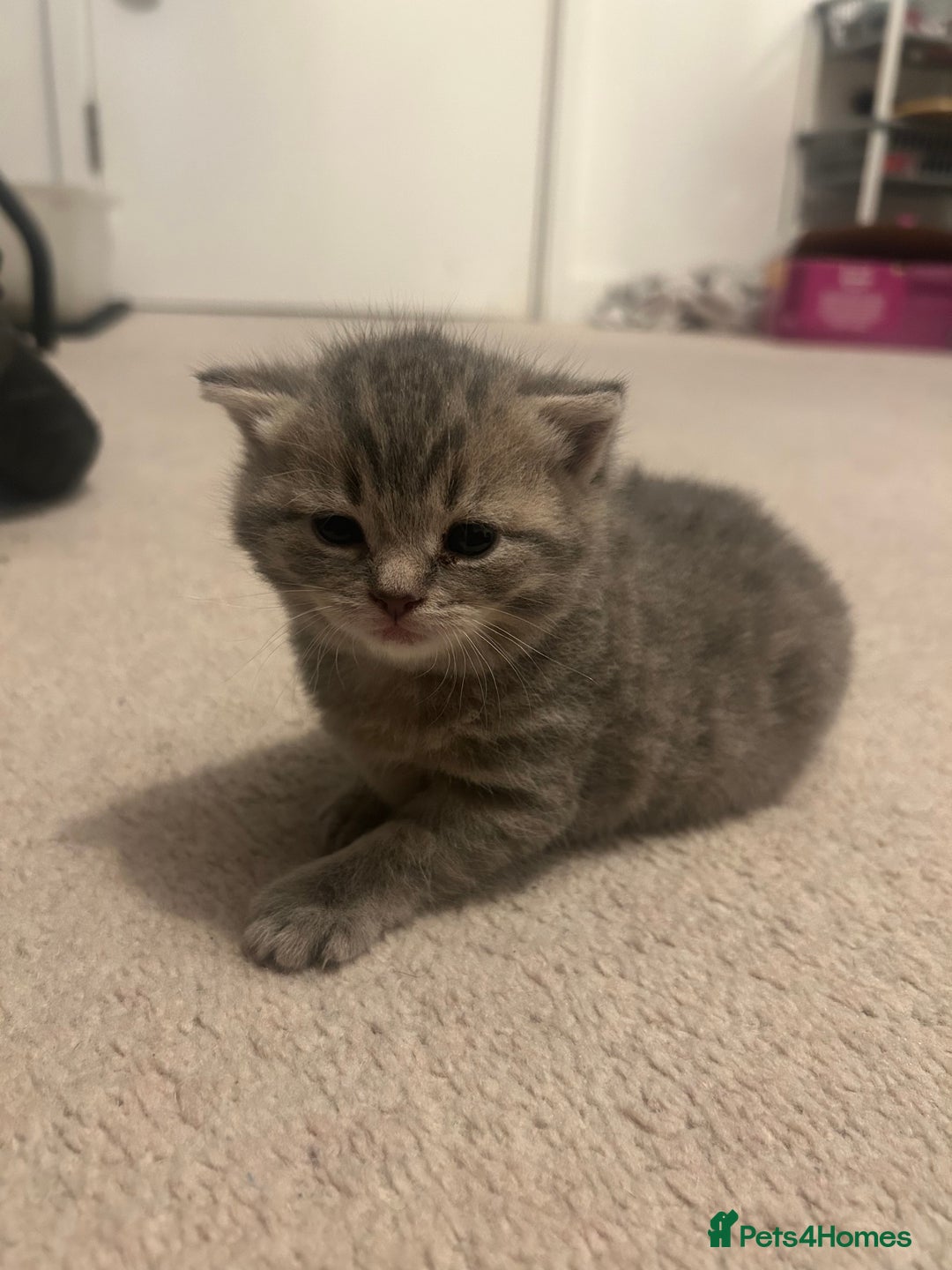 British Shorthair cats for sale: BSH KITTENS - Image 3