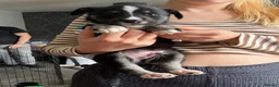 Mixed Breed dogs for sale: 7 huskadors please check prices - Advert 7