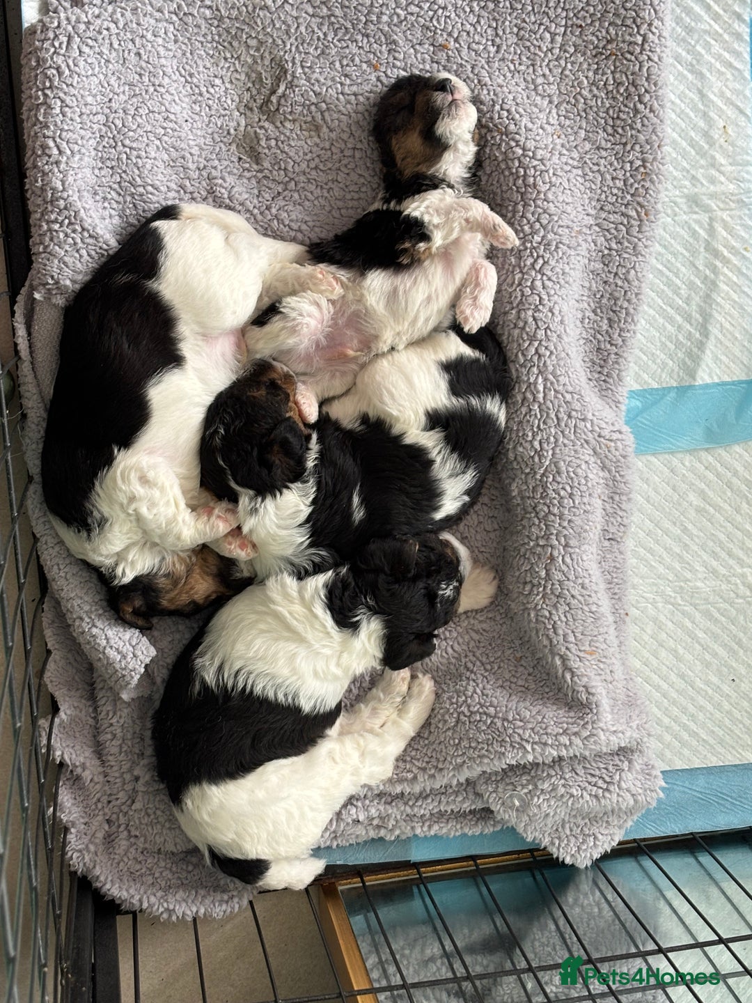 Fox Terrier dogs for sale: Stunning wire fox terrier puppies  - Image 23