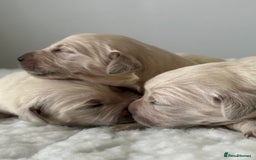 Golden Retriever dogs for sale: 1 Gorgeous Boy Available  - Image 11