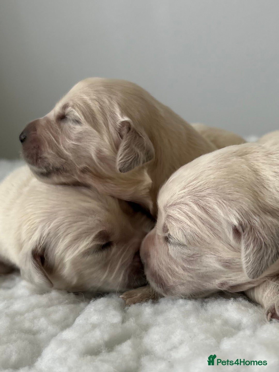 Golden Retriever dogs for sale: 1 Gorgeous Boy Available  - Image 11