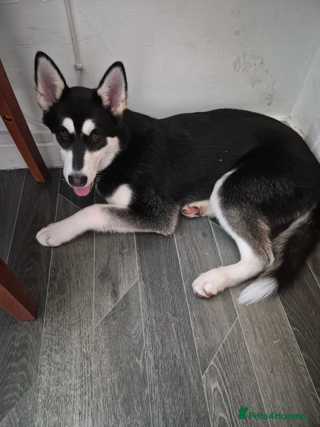 Siberian Husky dogs for sale: Husky x akita in Crewe - Advert 3