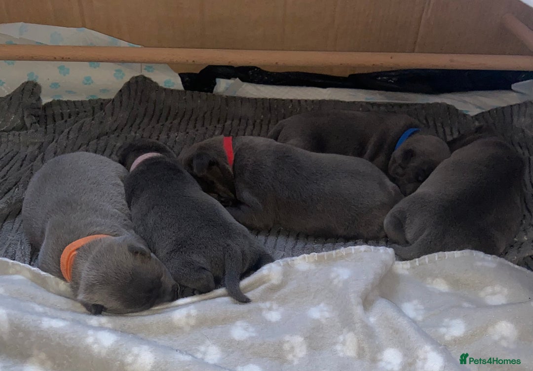 Staffordshire Bull Terrier dogs for sale: 4 Blue Staff Puppies Available  - Advert 4