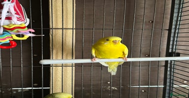Budgerigars birds - Advert 13