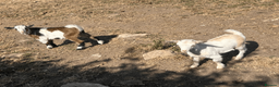 Goats livestock for sale: Female and wether pygmy goat kids for sale - Advert 2