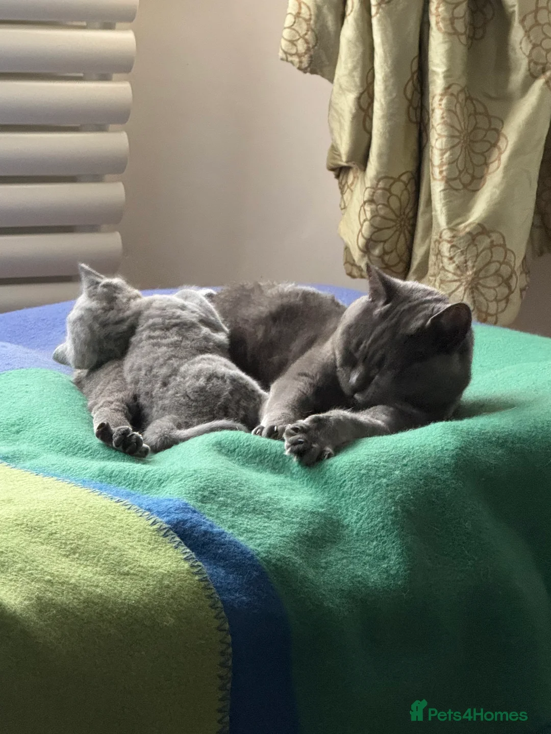 British Shorthair cats for sale: Beautiful Pedigree British Shorthair Kitten 🐾 - Advert 2