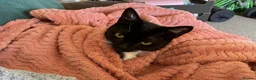 Domestic Shorthair cats for sale: Sia   in Leicester - Advert 2