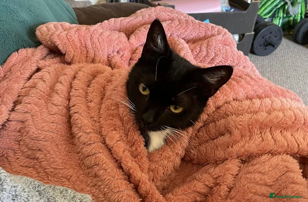 Domestic Shorthair cats for sale: Sia   in Leicester - Advert 2