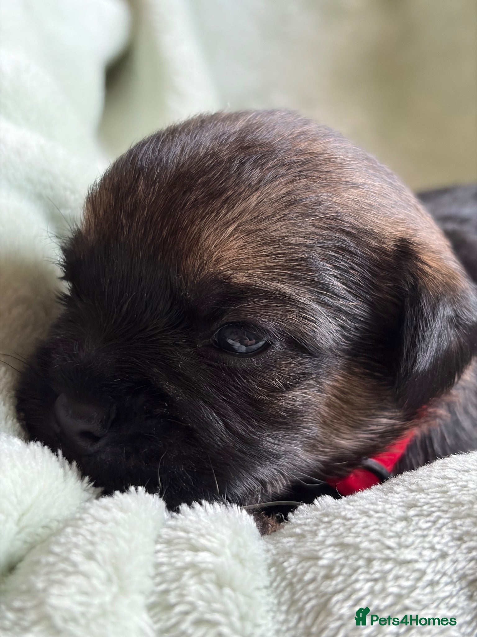 Border Terrier dogs KC Reg Border Terrier Pups - Advert 2