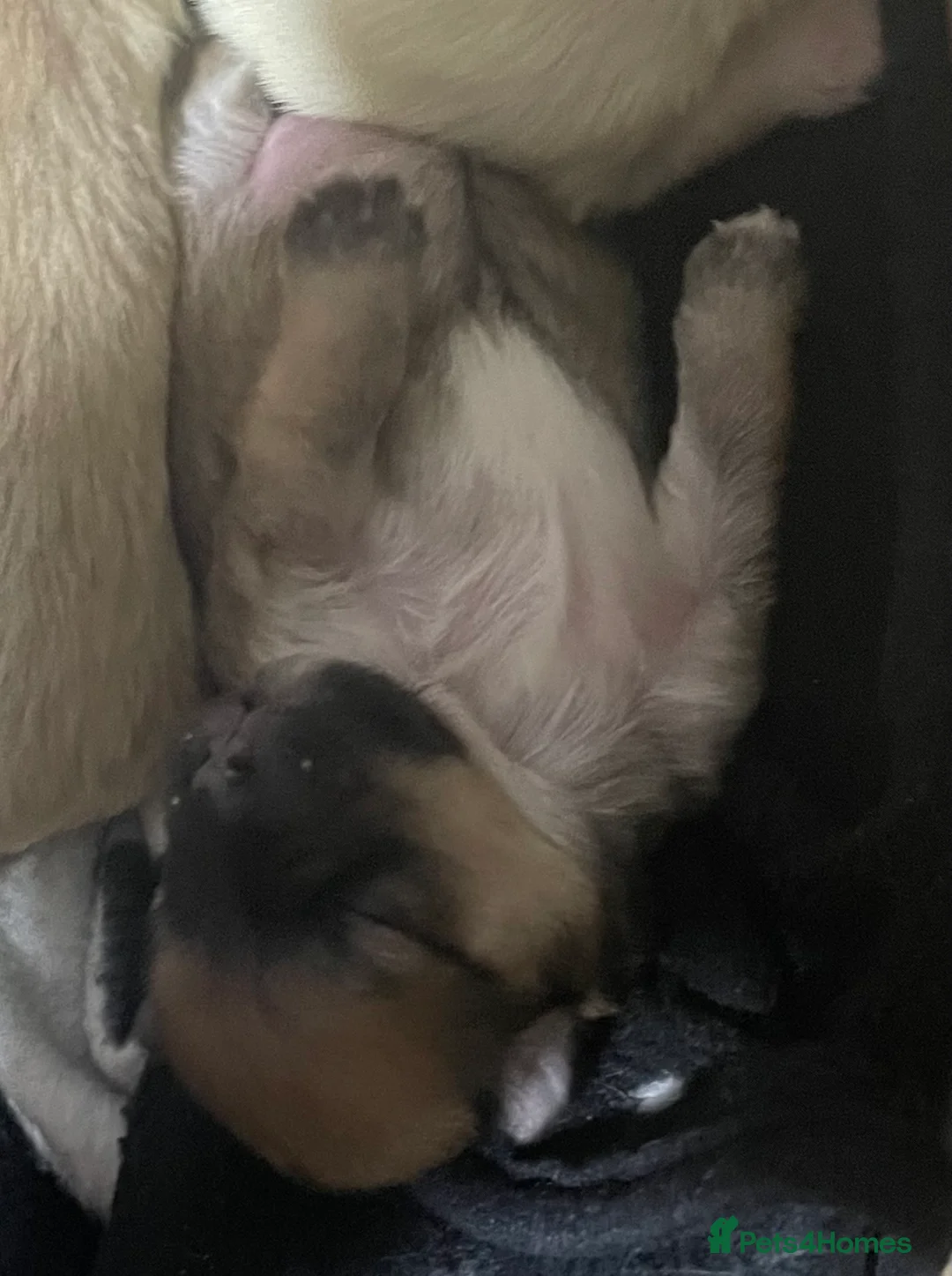 Morkie dogs for sale: Morkie puppies  - Advert 2