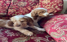 Cocker Spaniel dogs for sale: Beautiful Cocker Spaniel Puppies For Sale  - Image 9