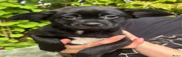 Mixed Breed dogs for sale: Shih Tzu cross in Bolton - Advert 3