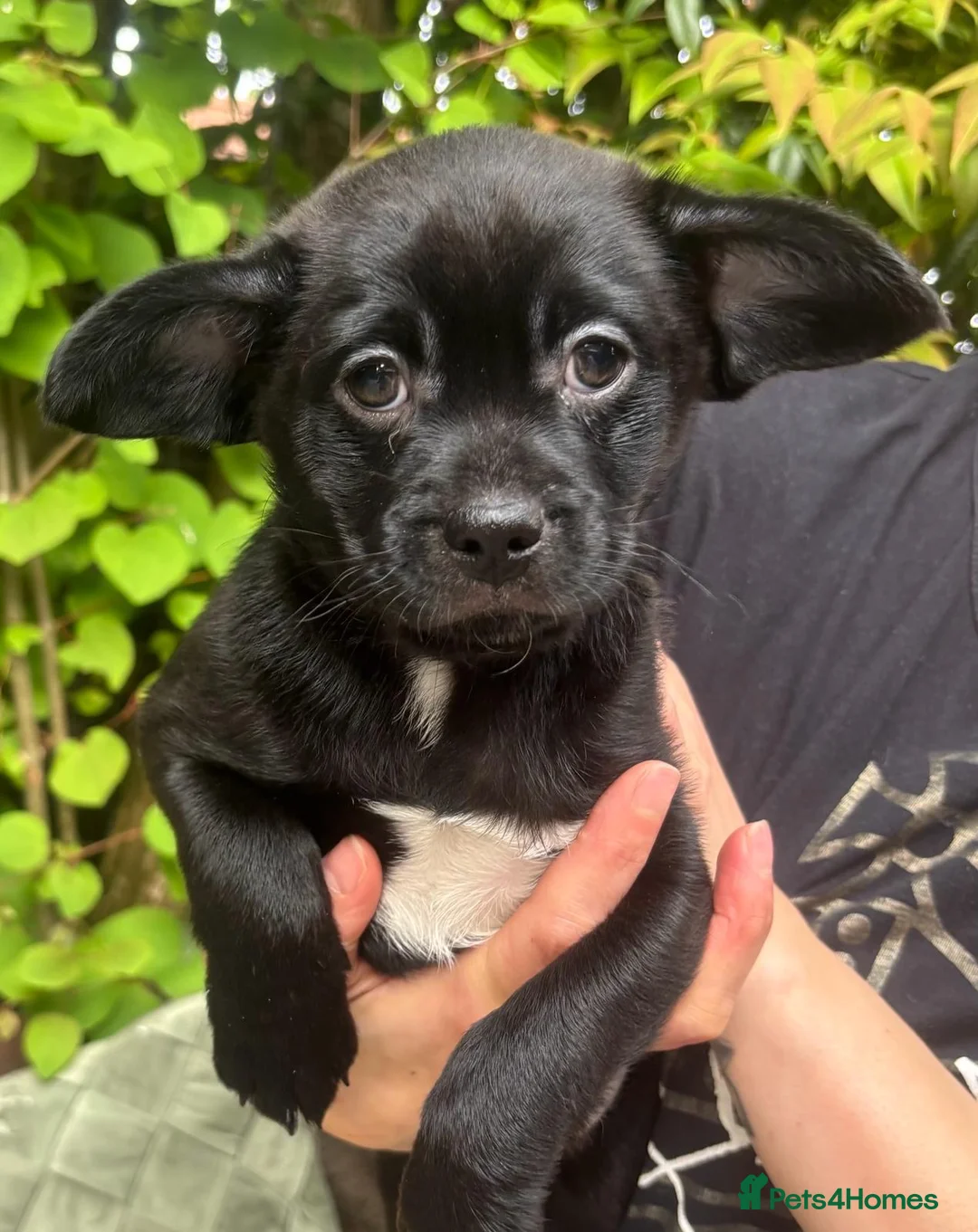 Mixed Breed dogs for sale: Shih Tzu cross in Bolton - Advert 3