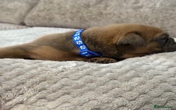 English Bulldog dogs for sale: English Bulldog puppies for sale KC registered  - Image 14