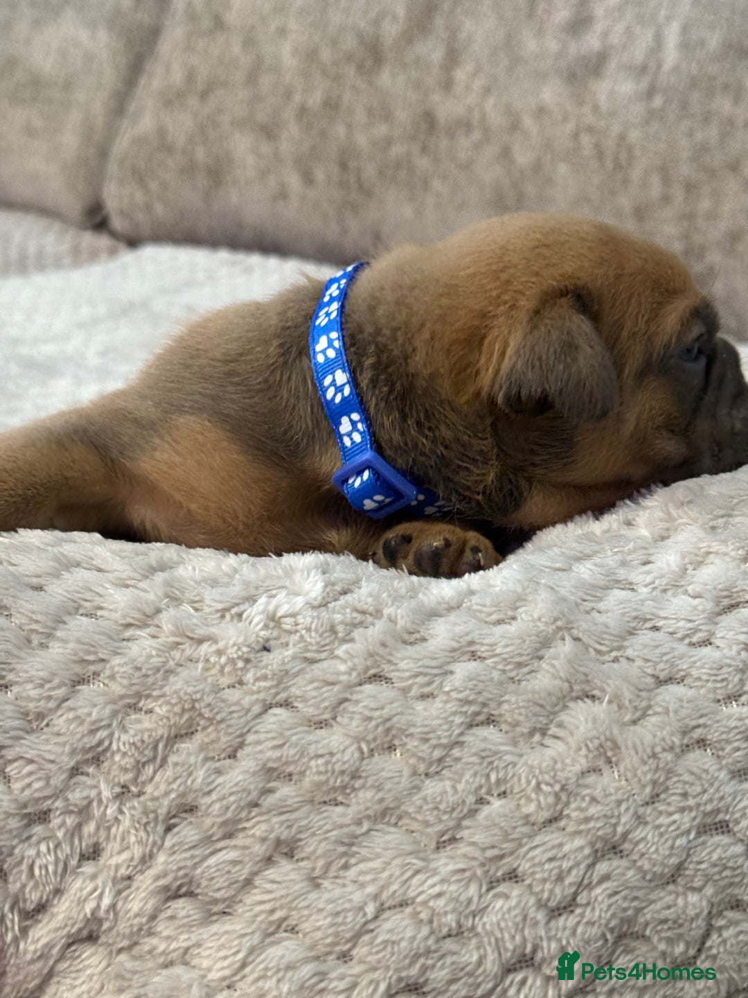 English Bulldog dogs for sale: English Bulldog puppies for sale KC registered  - Image 14