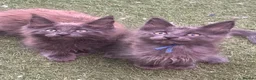 Maine Coon cats for sale: Stunning GCCF Registered Maine Coon Kittens  - Advert 2