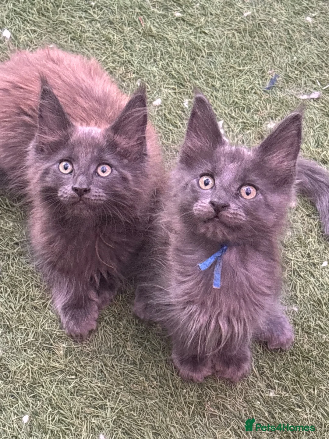 Maine Coon cats for sale: Stunning GCCF Registered Maine Coon Kittens  - Advert 2