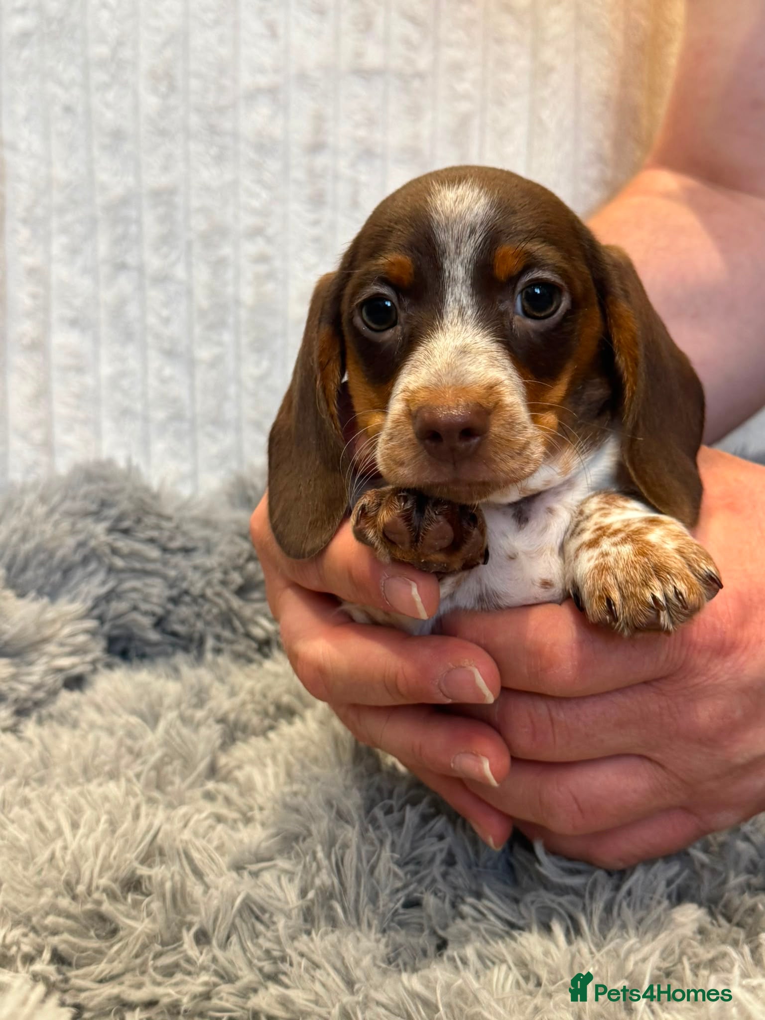 Miniature Dachshund dogs READY TO LEAVE! 2 Miniature Dachshund Puppies - Advert 2