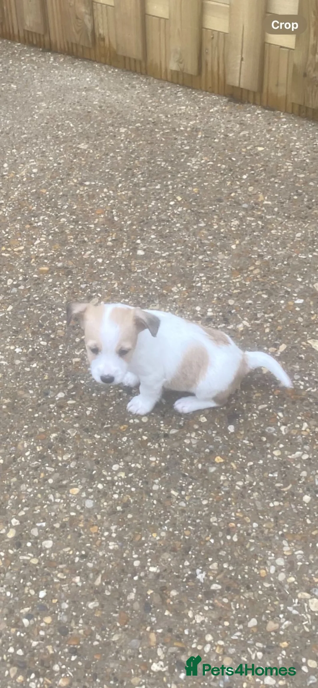 Jack Russell dogs for sale: Jack russle boy puppy  - Advert 2