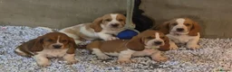 Basset Hound dogs for sale: KC BASSET HOUND PUPPIES FROM HEALTH SCORED PARENTS - Advert 9