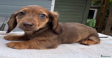 Dachshund dogs - Advert 3