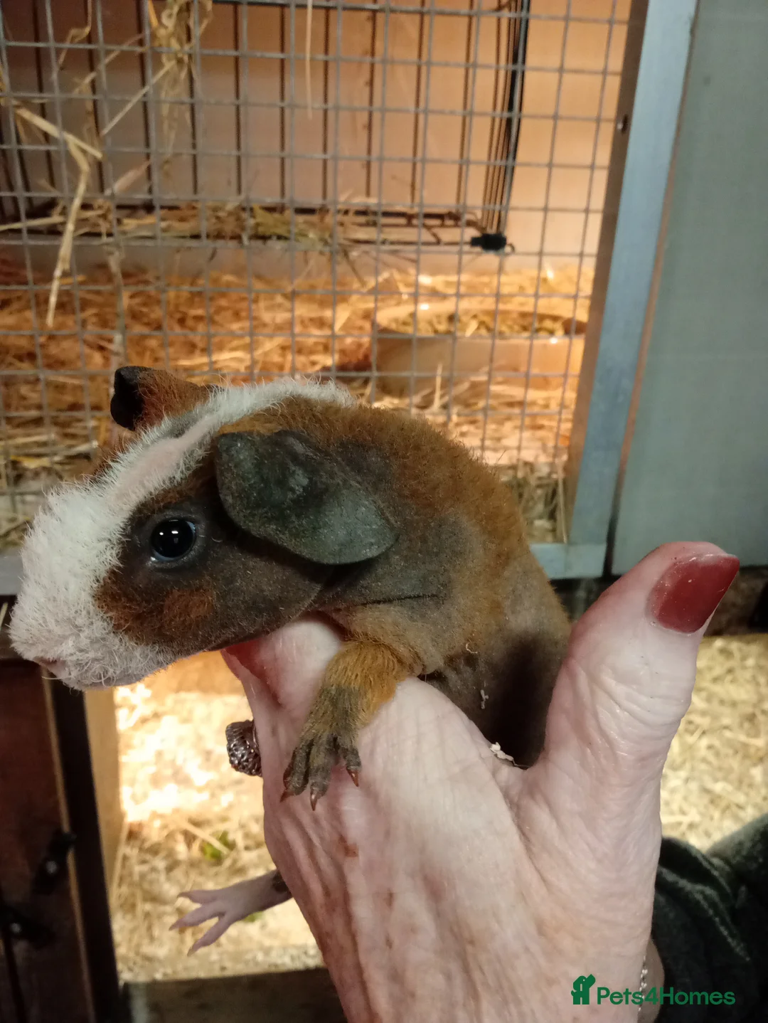 Guinea Pig rodents for sale: Baby Skinny Pigs  - Advert 3