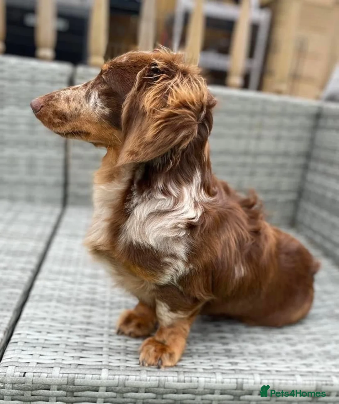Miniature Dachshund dogs for stud: long haired miniature dachshund in Sunderland - Advert 4