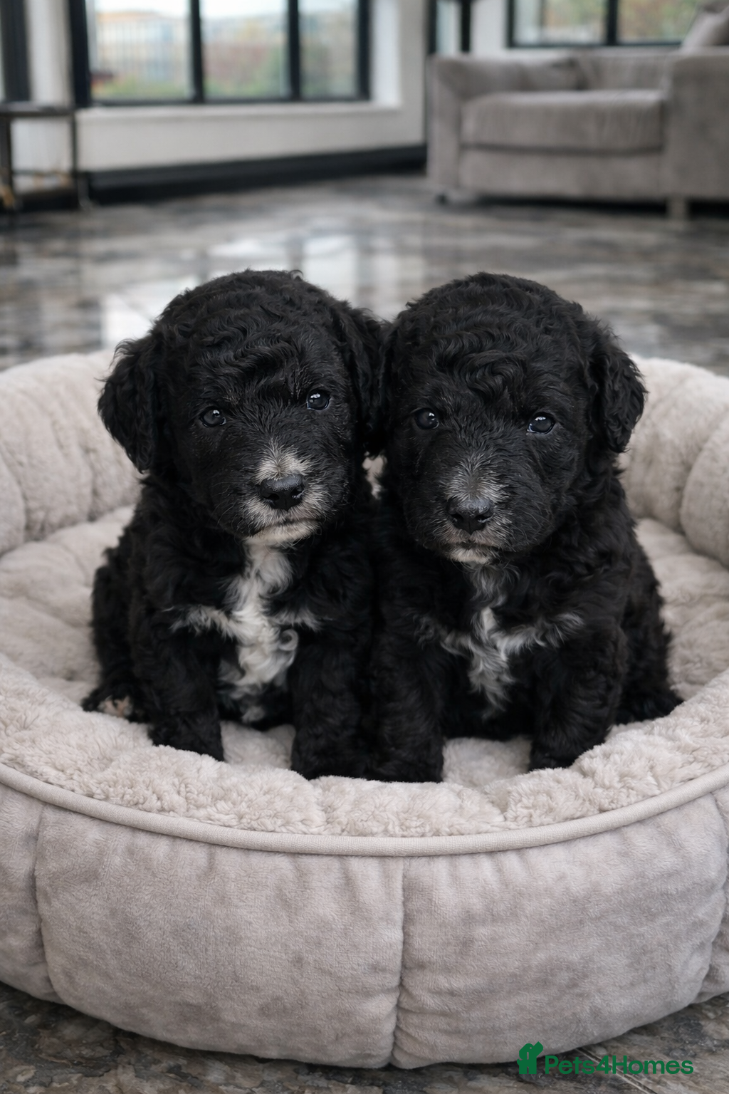 Aussiedoodle dogs Miniature Aussie Doodle Pups 🐾 ❤️ - Advert 14